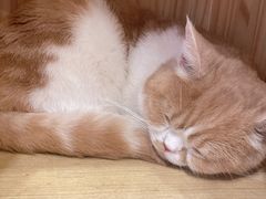 -Let's go狗咖·猫咖·奶狗·桌游(春熙路IFS店)