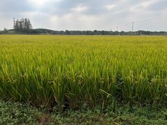 -嘉北郊野公园