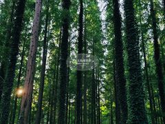 -黄海国家森林公园