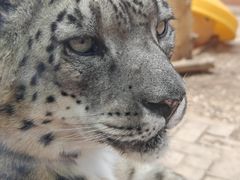 -青藏高原野生动物园