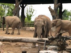 -野生动物园-停车场