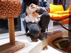 -飞行喵MR PILOT|猫舍·猫咖(静安大融城店)