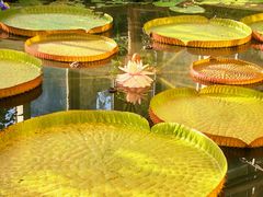 -国家植物园南园