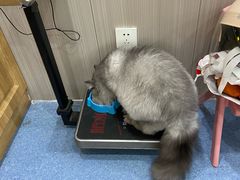 -佑安动物医院·全科·内窥镜中心(幸福巷店)