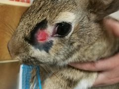 -菲尔斯特宠物医院