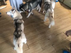 -Husky Go! 哈士奇体验馆·宠物咖啡厅狗咖