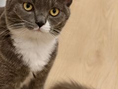 -有喵·猫咖·狗咖·30几只猫10只小狗(岗厦店)