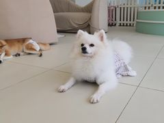 -怪兽屋·羊驼·猫咖·狗咖(俊华广场店)