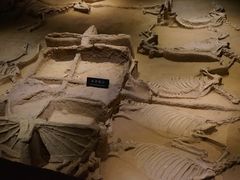 -洛阳周王城天子驾六博物馆