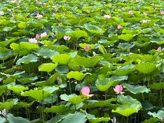 -荔湾湖公园