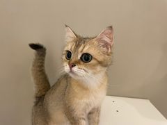-猫域·湾主题猫咖·宠物吧(南坪城市广场店)