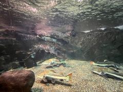 -太平洋海底世界