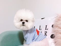 -宠爱多约克夏马尔济斯泰迪小型犬专卖