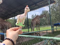-秦皇岛野生动物园