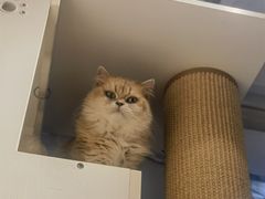 -琪喵猫屋·撸猫猫咖·猫舍