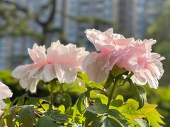-中山公园