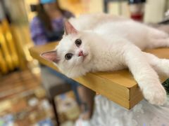 -酷豆宠物咖啡·宠物美食·撸猫馆