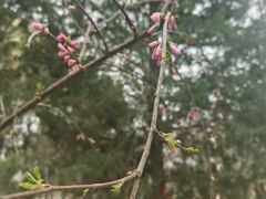 -桃花堤公园