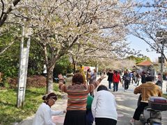 -高东镇樱花园