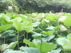 -上海市龙华烈士陵园