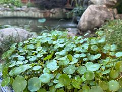 -漫渡庄绿岛花园•隐世庭园菜(滨湖店)