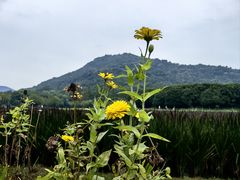 -八卦田遗址公园