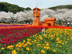 -苏州上方山国家森林公园