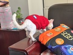 -上海闵行星河湾酒店