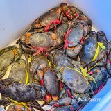 感谢天津网友推荐！！真的巨好吃。。。。。