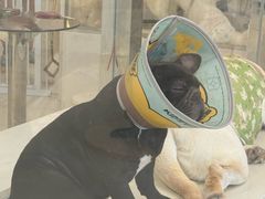 -共舞时光猫咖·狗咖(新街口店)