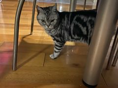 -爱侣宠医·鹦鹉专科·小型哺乳类·异宠专科(灵石路店)