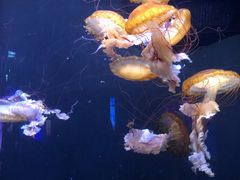 -成都浩海立方海洋公园