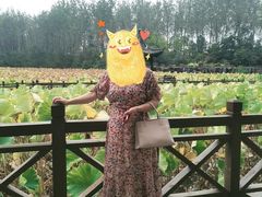 -合肥滨湖国家森林公园