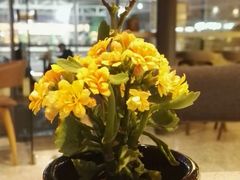 -BeauTea水仙(coco park店)