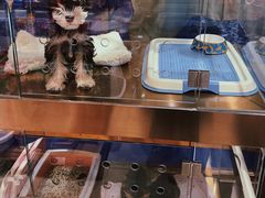-FAELING PETS美天灵宠物(富力广场店)