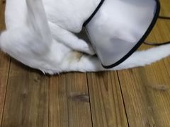 -伟伟宠物医院·CT影像中心·瑞派犬猫综合性门诊(汉口总院)