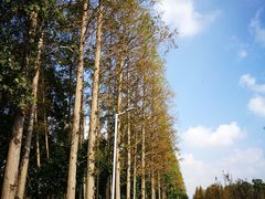 -上海长兴岛郊野公园