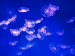 -芜湖新华联大白鲸海洋公园