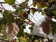 -马陆小张葡萄园农家乐