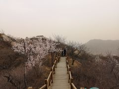 -大岭沟猕猴桃谷风景区