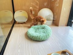 -袖虎猫馆(十亩地店)