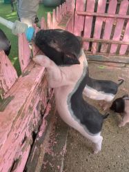 -萌宠亲子动物乐园(槐房万达店)