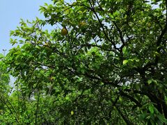 -昆山城市生态森林公园