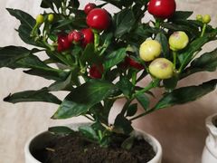 -秦美花卉(天朗·莱茵小城2期店)