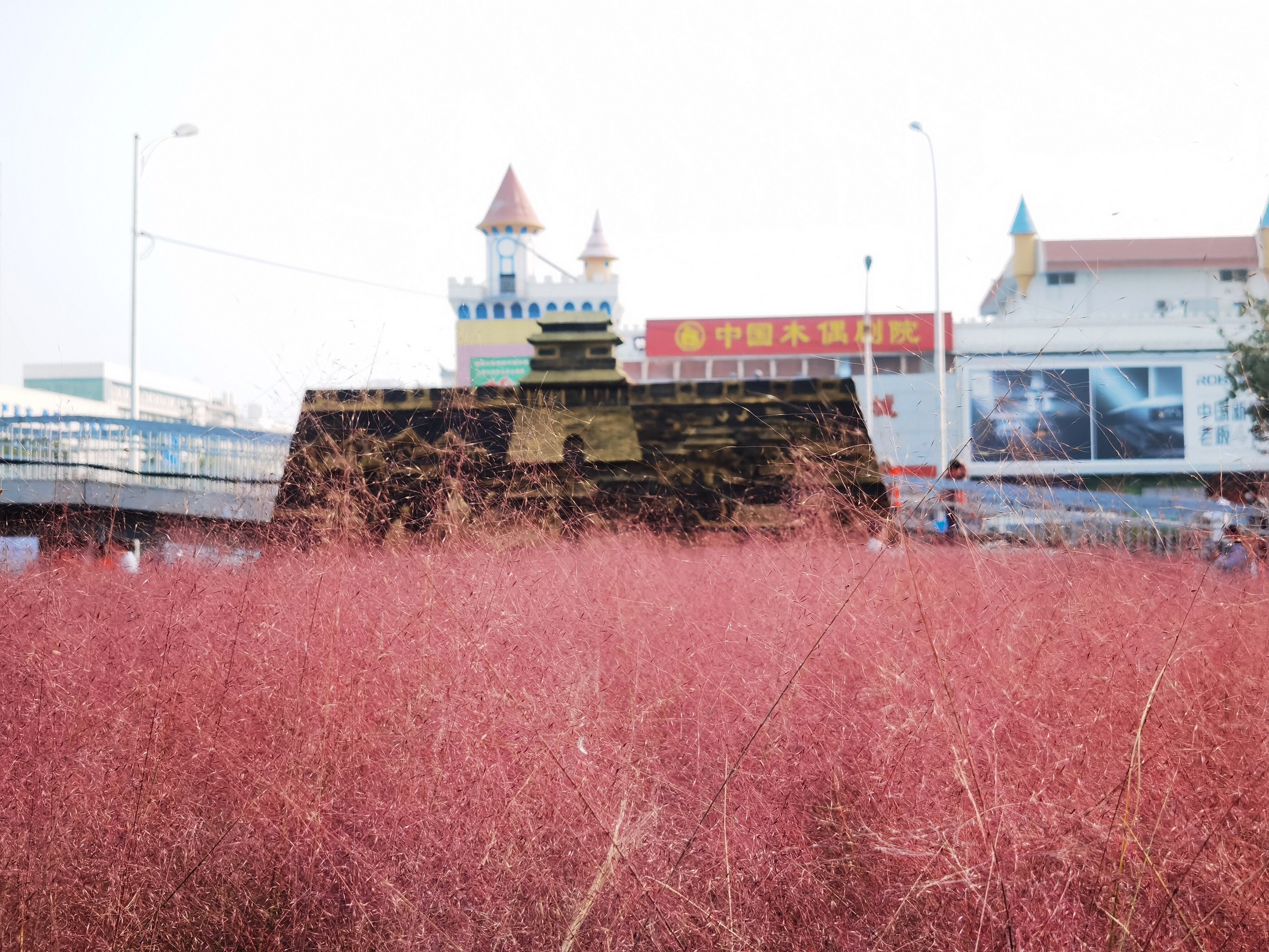 盱眙粉黛花海图片