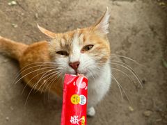 -终南山南五台景区