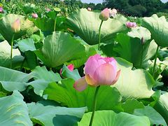 -荷塘月色湿地公园·向阳花洲