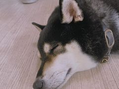 -柴犬高等学院·狗咖·柴犬售卖·宠物训练
