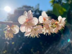 -广州市流溪河国家森林公园