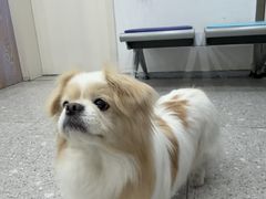 -四月宠物医院·猫专科·心脏专科·内科(转塘店)